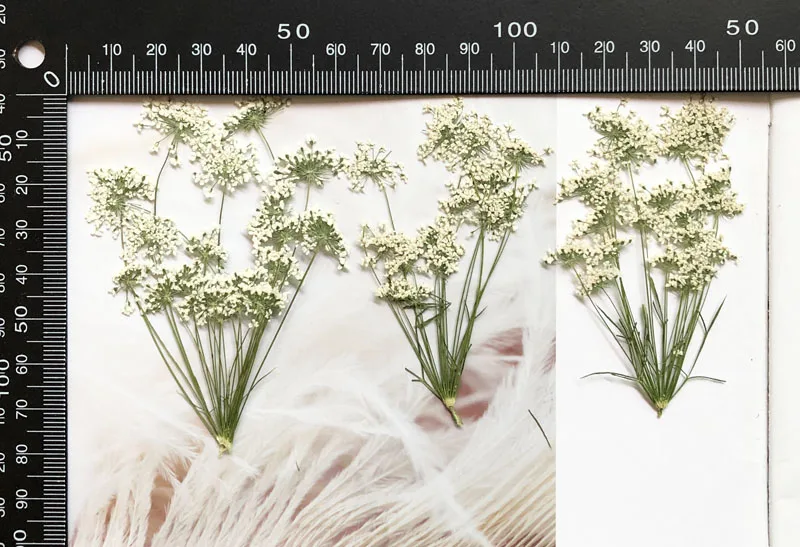 5-7cm/12個、枝付き雪の小さな花、ドライフラワーエンボ - Craft Embellishments のレビューと価格